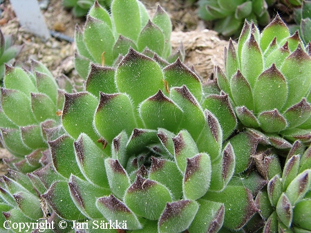 Mehitähti - taklök - Sempervivum x fauconetii